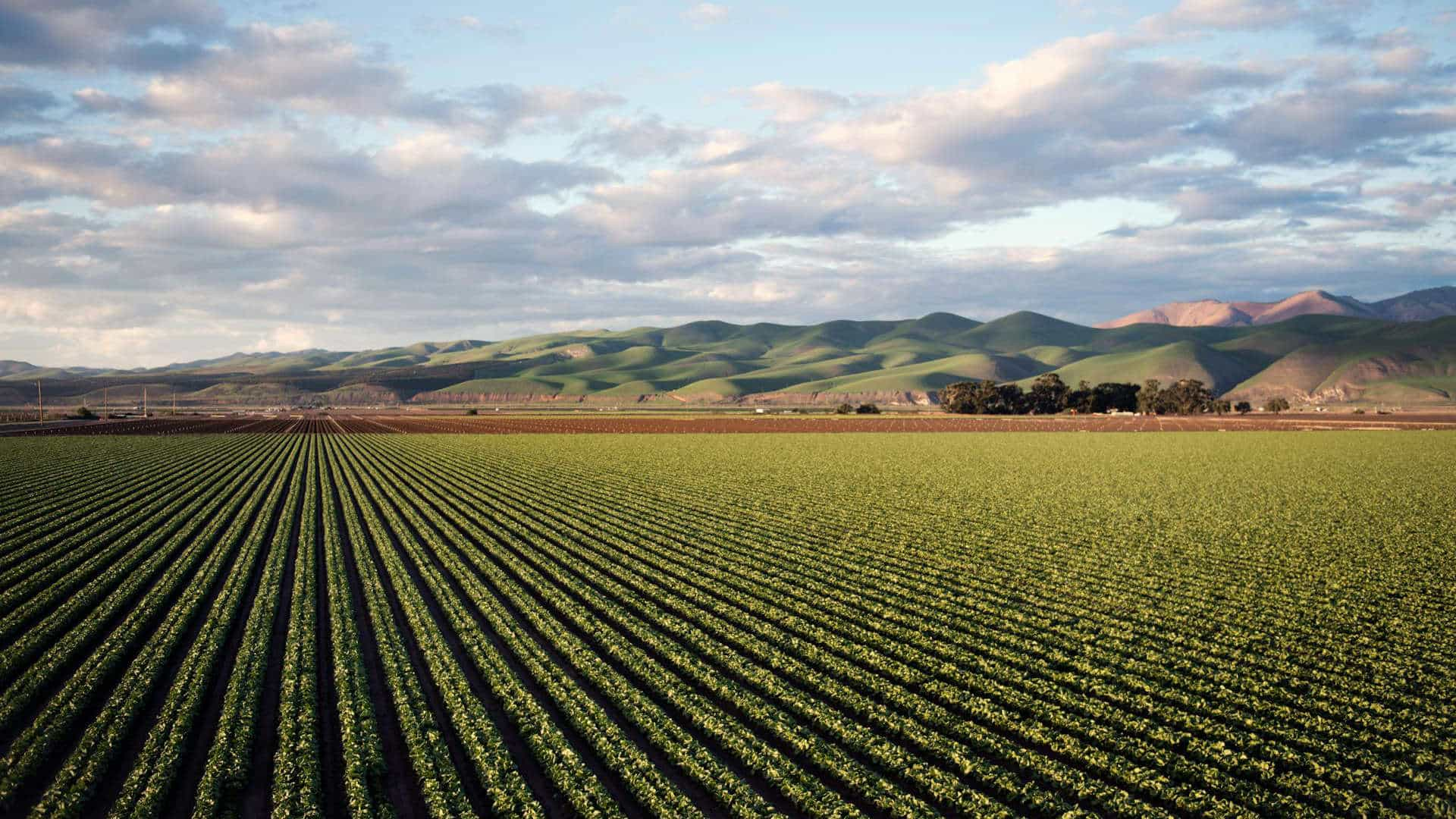 Green agricultural fields