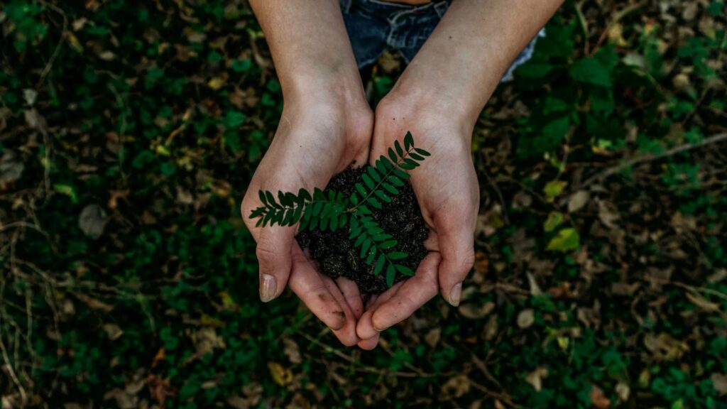 hands holding plant