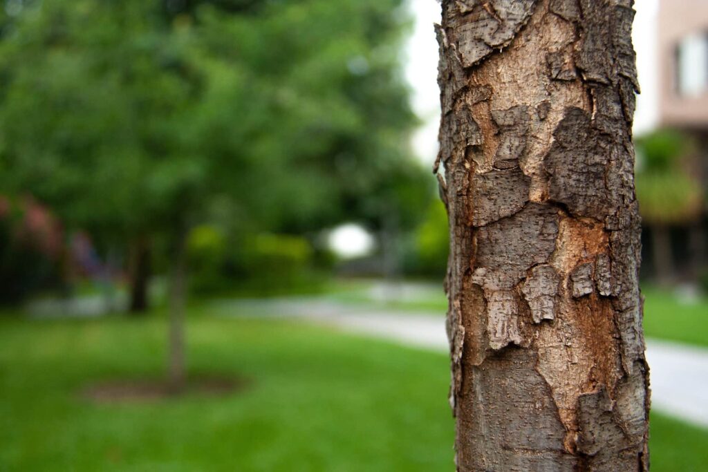 Oak standing in residential area