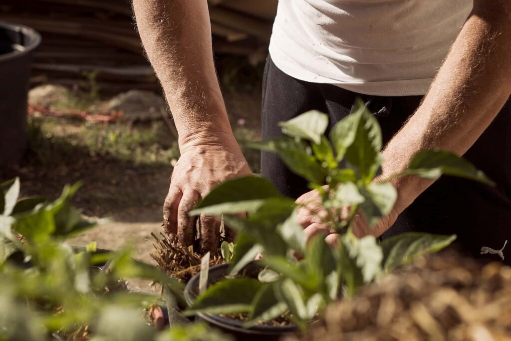 Person planting plants in garden