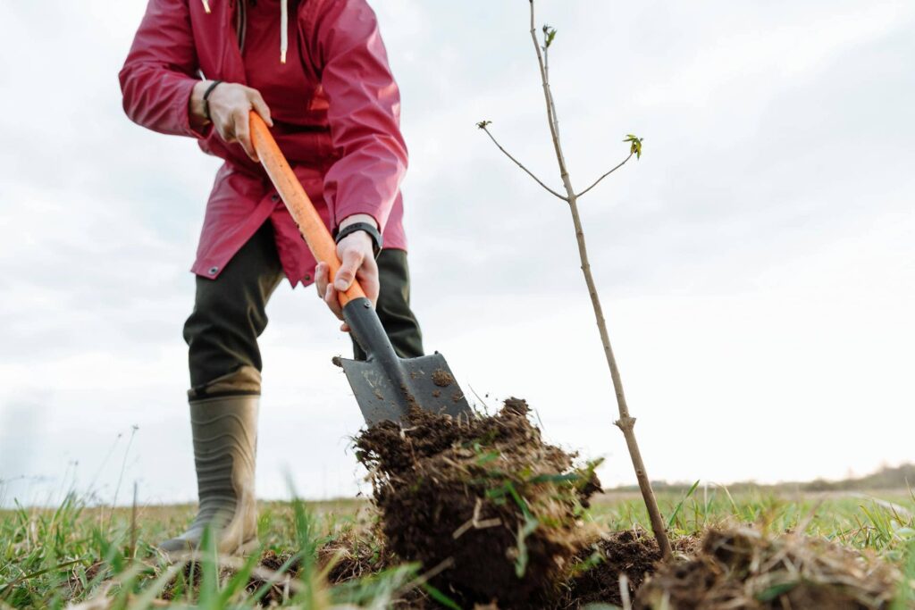 Person pflanzt Baum mit Schaufel