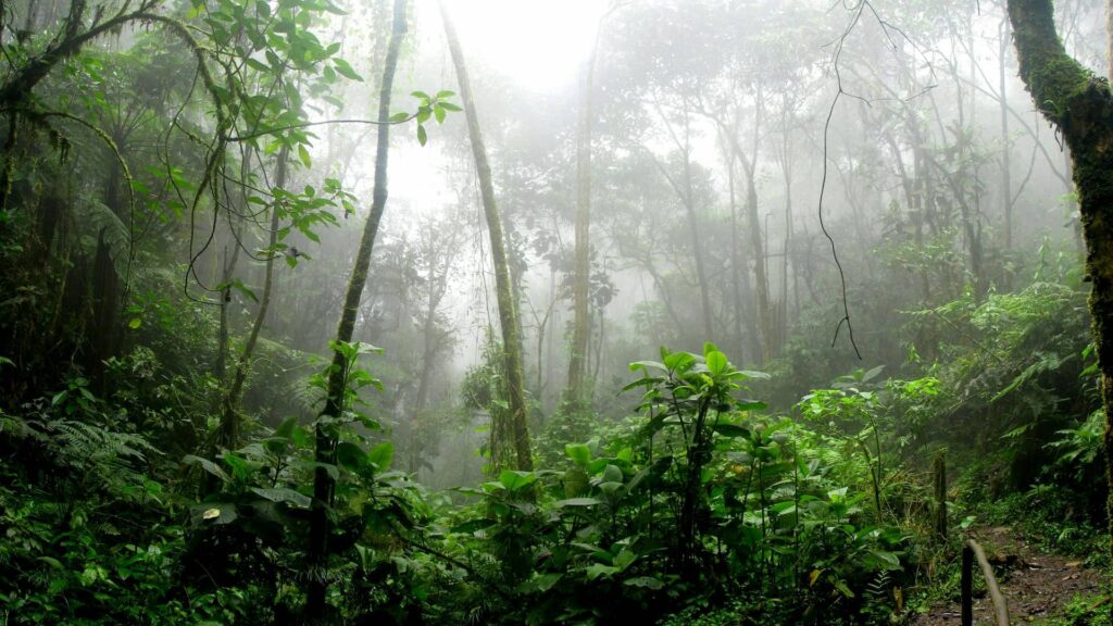 Rainforest surrounded by fog